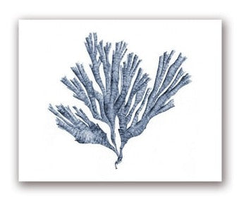 Blue Coral Print #6