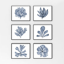 Load image into Gallery viewer, Blue Coral Print #9
